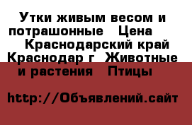   Утки живым весом и потрашонные › Цена ­ 200 - Краснодарский край, Краснодар г. Животные и растения » Птицы   